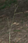 Common carpetgrass